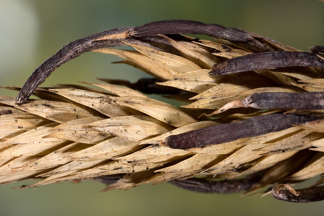Пшеничный гриб. Claviceps purpurea – спорынья пурпурная. Спорынья (Claviceps purpurea). Гриб Claviceps purpurea. Спорынья гриб паразит.